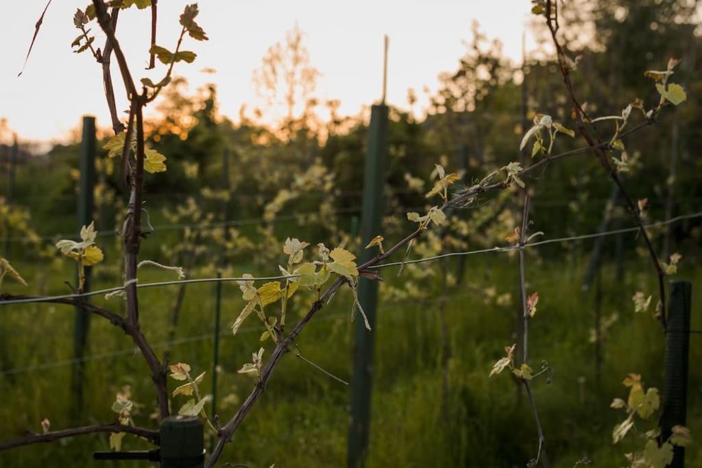 Domek alpejski Na Górniej łące - Słowik Lazany