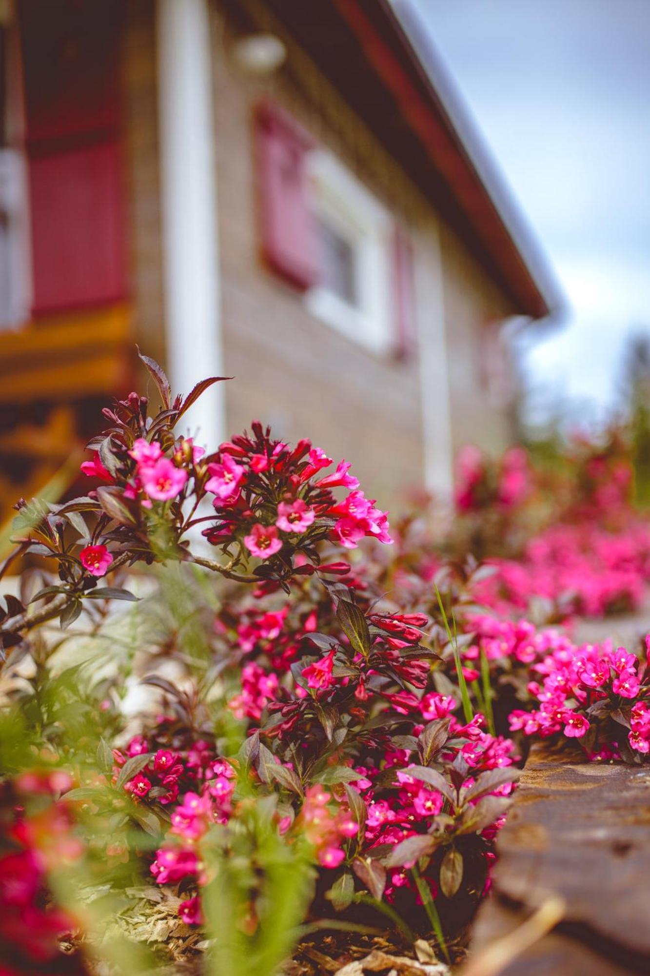 Na Gorniej Lace - Slowik Chalet Lazany